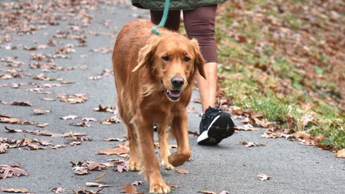Köpeğinle düzenli yürüyüşler yapıyor musun?
