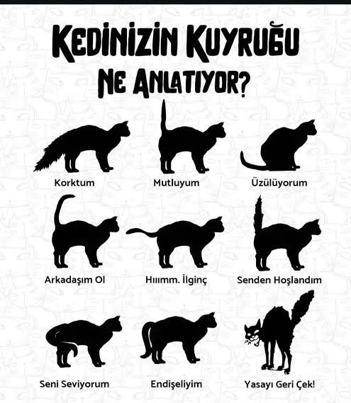 Kedinizin size ne söylediğini anlar mısınız?