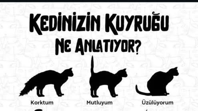 Kedinizin size ne söylediğini anlar mısınız?