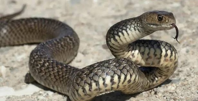 Yılanı boruya sokarsan yılan düzelmez, ama boruyu yılana sokarsan yılan düzelir hayata bu felsefe ile bakalım olur mu?