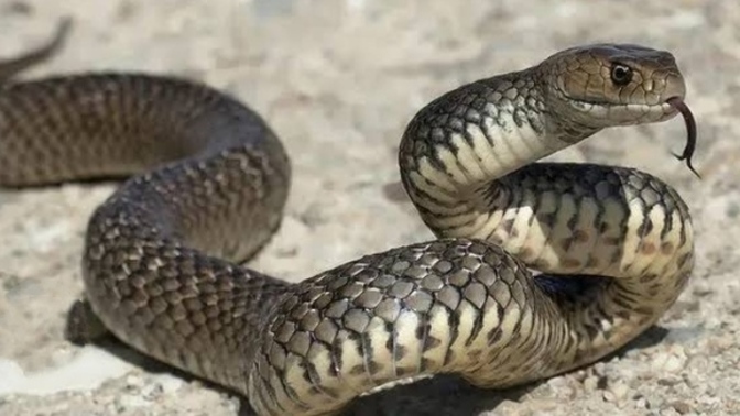 Yılanı boruya sokarsan yılan düzelmez, ama boruyu yılana sokarsan yılan düzelir hayata bu felsefe ile bakalım olur mu?