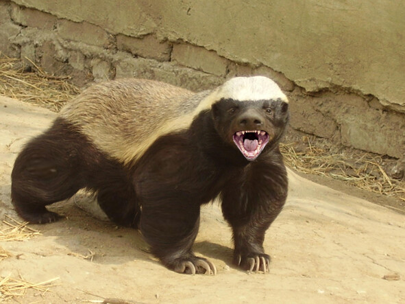 Sizce hangi hayvan sizi anımsatıyor 😂?