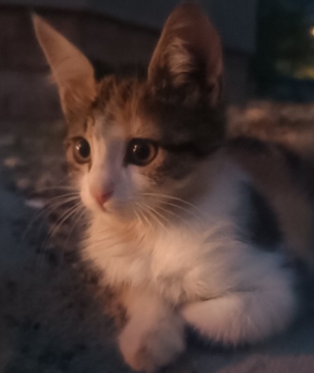 Şimdi bu tavşan mı kedi mi?