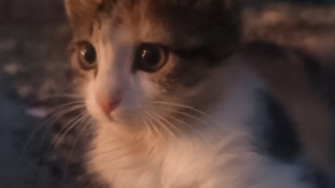 Şimdi bu tavşan mı kedi mi?