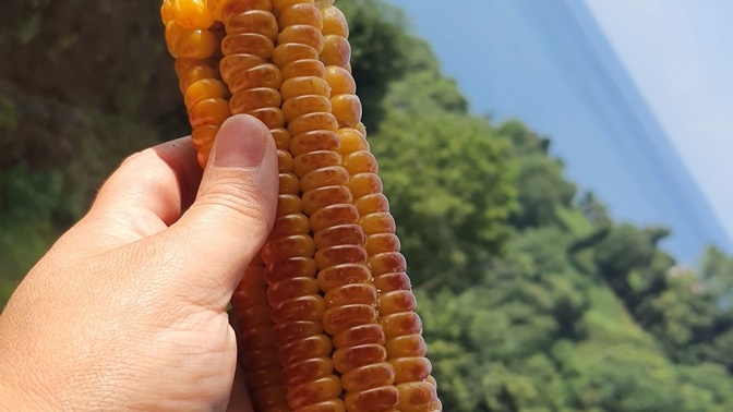 Mısır sever misin?