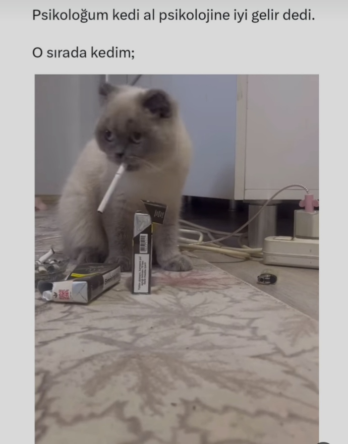 Psikolojiye iyi gelen hayvan hangisidir?