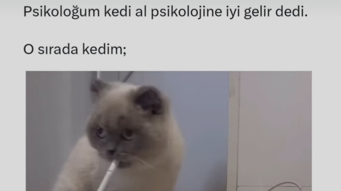 Psikolojiye iyi gelen hayvan hangisidir?
