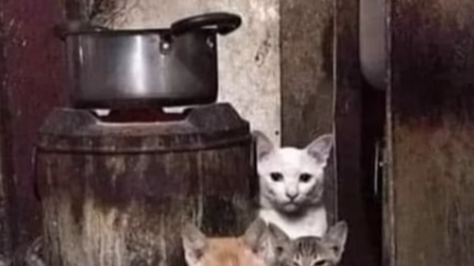 Ne kadar dikkatli birisin? kaç saniyede kedileri buldun?