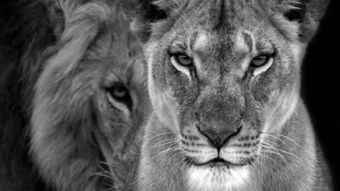 Aslanın eşi de aslan mıdır?