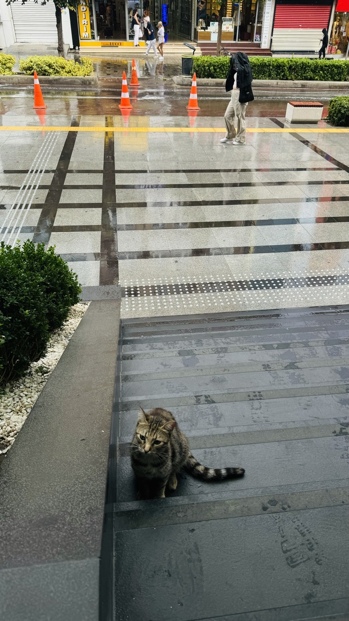 😻