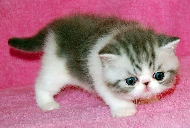 💕Hayvanların Bebekleri Çok Tatlı Değil Mi💕?
