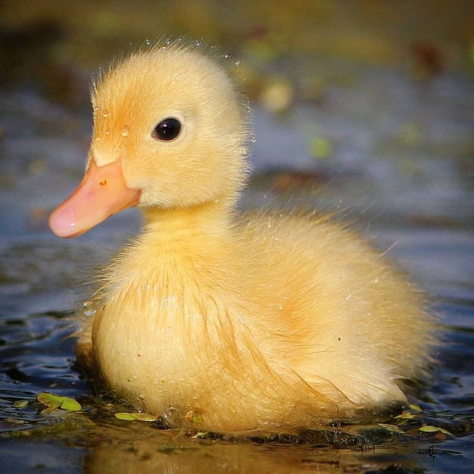 💕Hayvanların Bebekleri Çok Tatlı Değil Mi💕?