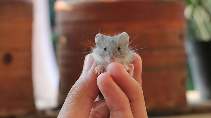 💕Hayvanların Bebekleri Çok Tatlı Değil Mi💕?