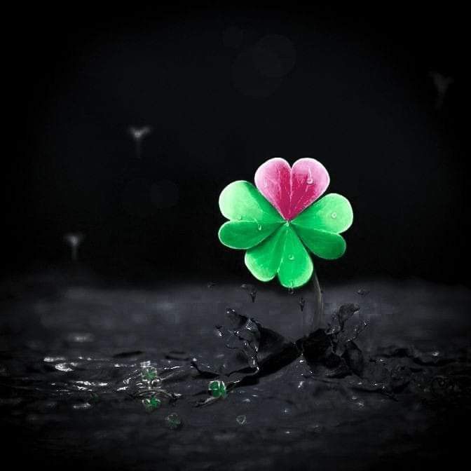 ☘🐞