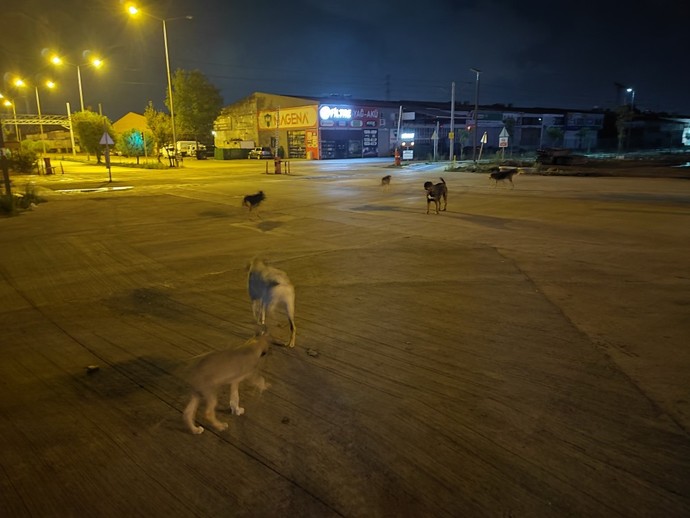 Gece dışardayken karşınıza ne çıkarsa korkarsınız?