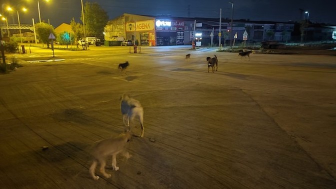 Gece dışardayken karşınıza ne çıkarsa korkarsınız?