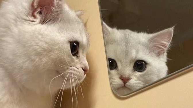 Genelde ciddi bir insan mısınız yoksa neşeli mi?