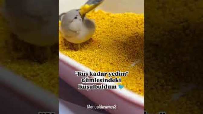 Kuş kadar kim yemek yiyiyor 🤣?