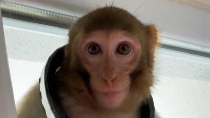 Çorum'daki maymun bir eve girmeye çalışırken görüntülendi. Bu durumla siz karşılaşsaydınız tepkiniz ne olurdu?