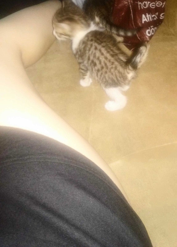 Kedileri severmisiniz 😻?