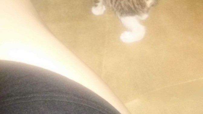 Kedileri severmisiniz 😻?