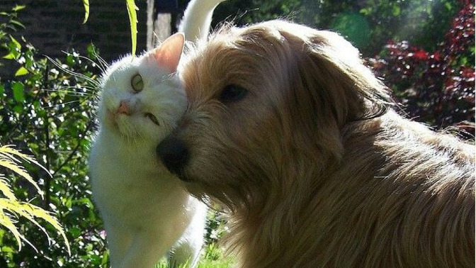 Hayvanlar İle Aranız Nasıldır🐾🐾?