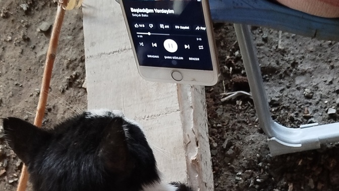 Ya sen de bu kedi gibi terk edilseydin?