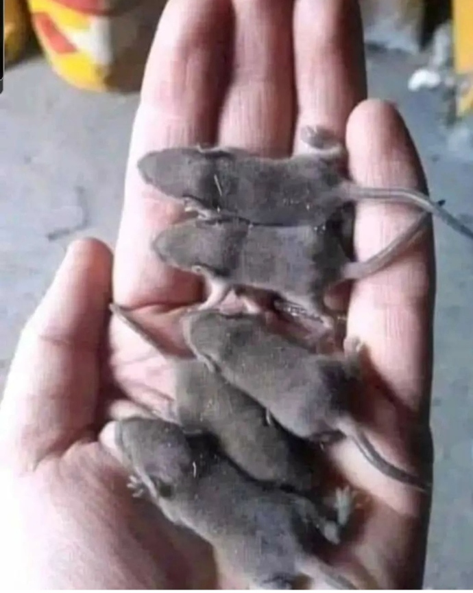 Son 5 tane hamsterim kaldı, sahiplendirmeyi düşünüyorum, sizce alırlar mı 🤭🤭🤭?