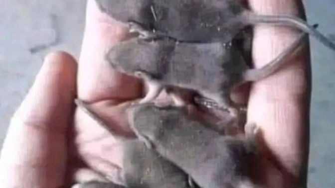 Son 5 tane hamsterim kaldı, sahiplendirmeyi düşünüyorum, sizce alırlar mı 🤭🤭🤭?