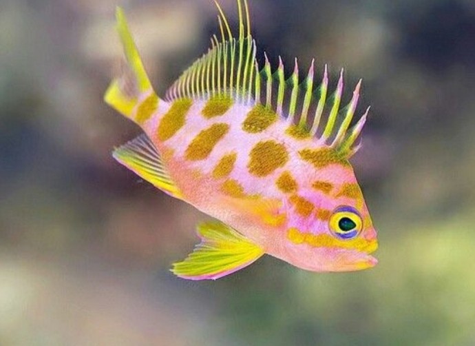 Sabah sabah balık yiyen midesiz midir🥲🐟?