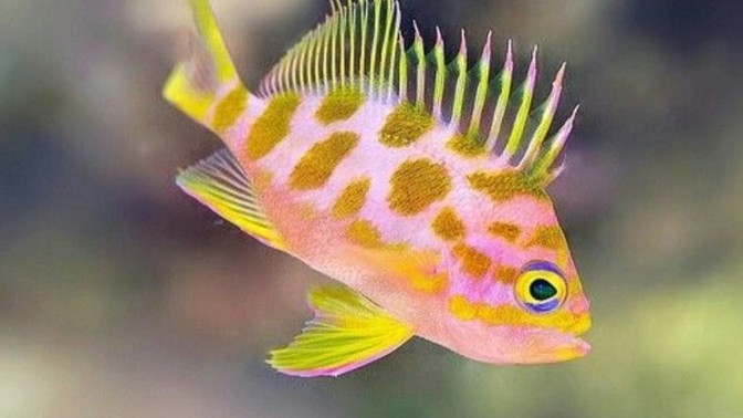 Sabah sabah balık yiyen midesiz midir🥲🐟?
