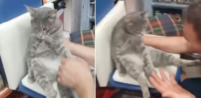 Rizede girdiği bir bakkalda 1 kilo bal yiyen kedi, sekiz saat sonra kendine geldi! Siz de bal yemesini sever misiniz?