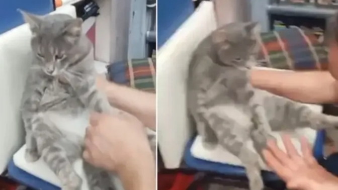 Rize'de girdiği bir bakkalda 1 kilo bal yiyen kedi, sekiz saat sonra kendine geldi! Siz de bal yemesini sever misiniz?