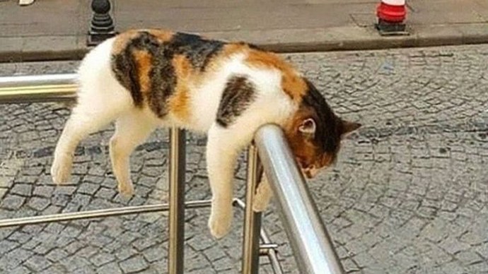 Kadıköyde 15den fazla kedi zehirlenerek öldürüldü! Ne düşünüyorsunuz?