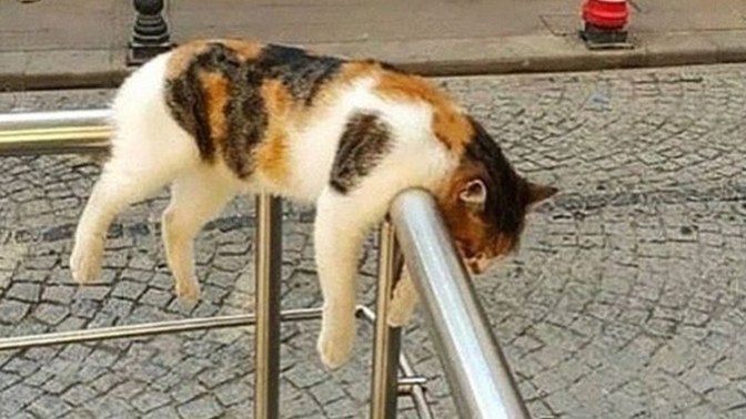 Kadıköy'de 15'den fazla kedi zehirlenerek öldürüldü! Ne düşünüyorsunuz?