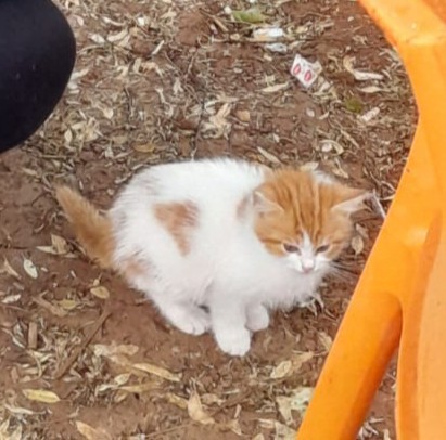Kedişimin yavrusuna bakar mısınız?