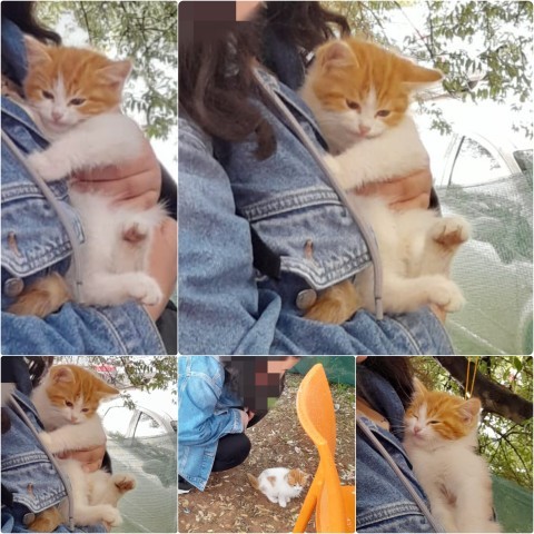 Kedişimin yavrusuna bakar mısınız?
