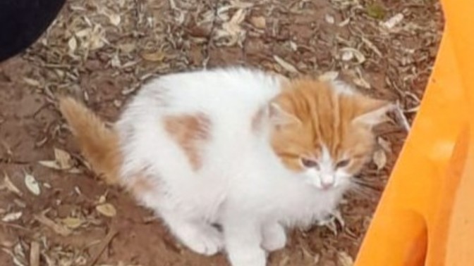 Kedişimin yavrusuna bakar mısınız?