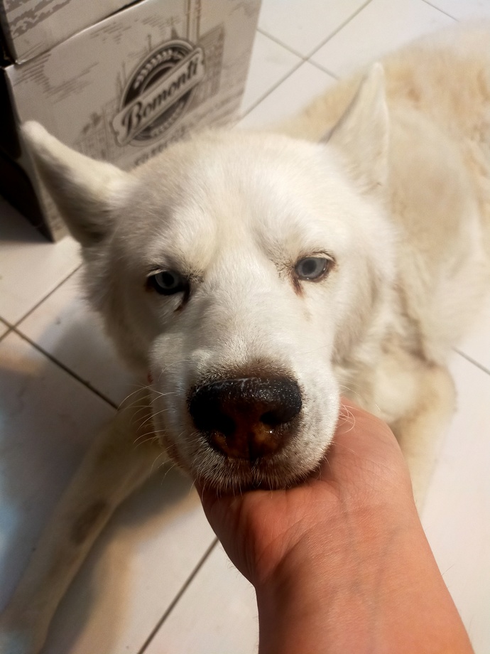 Köpeğimiz hakkın rahmetine kavuştu. Bu durumda ne denir bilmiyorum?