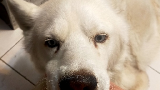 Köpeğimiz hakkın rahmetine kavuştu. Bu durumda ne denir bilmiyorum?