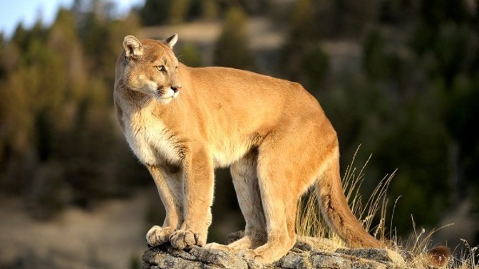 Ruyada puma'nin yaklasip kendini sevdirmesi ne anlama gelir?