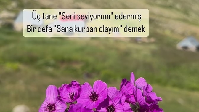 Kır çiçeği mi kokina mı?