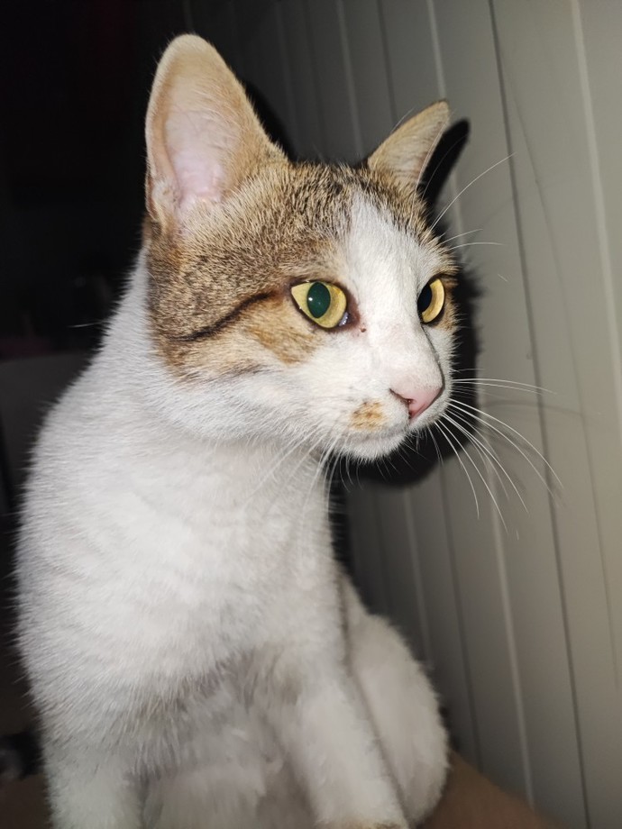 Kediler Fotojenik Hayvanlar mı Sizce?