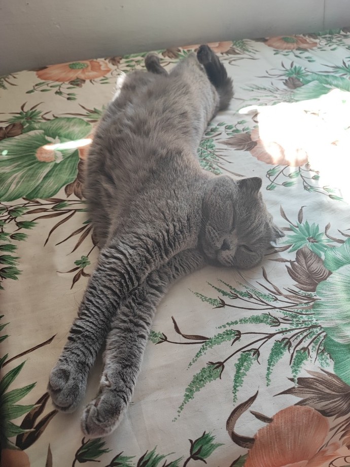 Kediler Fotojenik Hayvanlar mı Sizce?