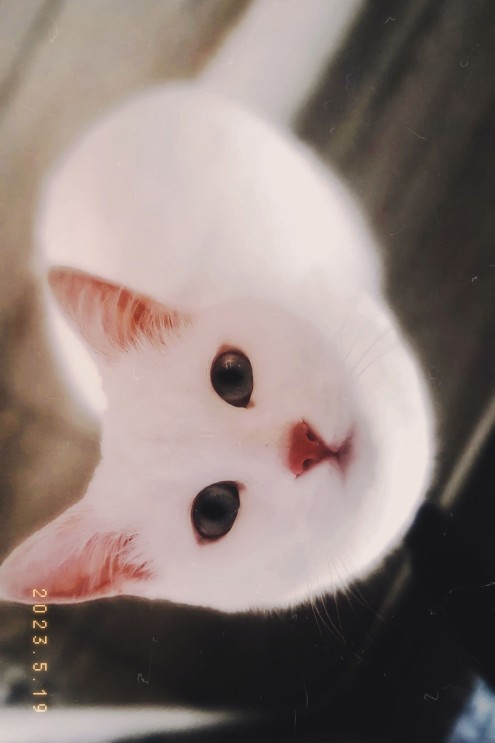 Kediler Fotojenik Hayvanlar mı Sizce?