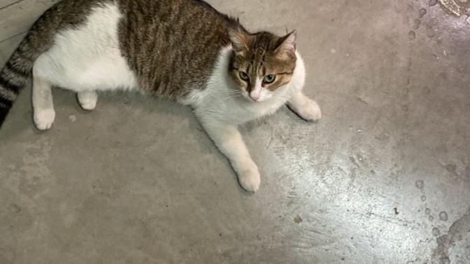 Kediler Fotojenik Hayvanlar mı Sizce?