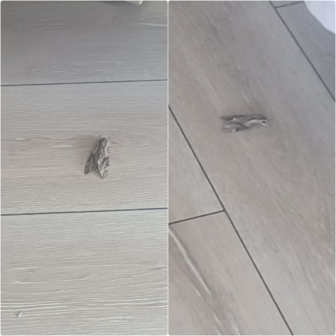 Kocaman kelebek gördünüz mü hiç?
