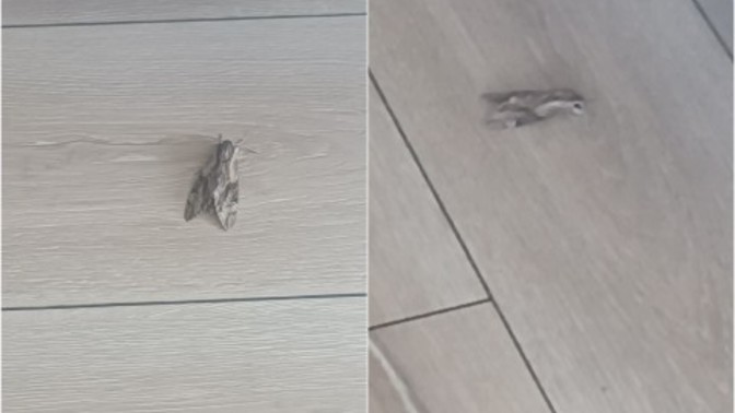 Kocaman kelebek gördünüz mü hiç?