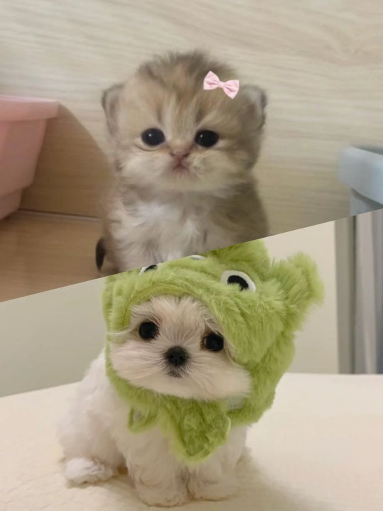 Kupenk mi kedi mi daha dadlu🙃?