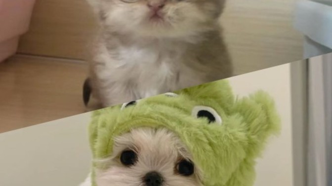 Kupenk mi kedi mi daha dadlu🙃?